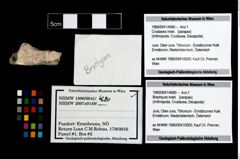 Foto (Objekt + Etikett) von Brachyura indet.  (NHMW-GEO-1990-0041-4680)